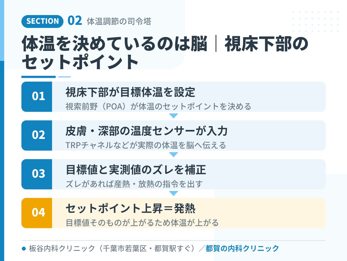 体温を決めているのは脳|視床下部のセットポイント|都賀の内科クリニック