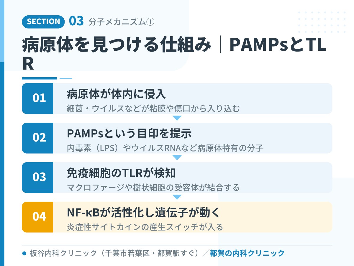 病原体を見つける仕組み|PAMPsとTLR|都賀の内科クリニックが解説