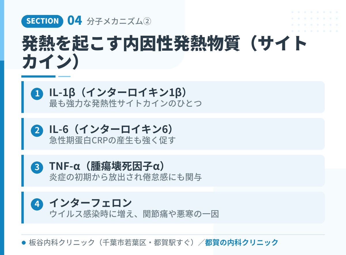 発熱を起こす内因性発熱物質(サイトカイン)|都賀の内科クリニックが解説