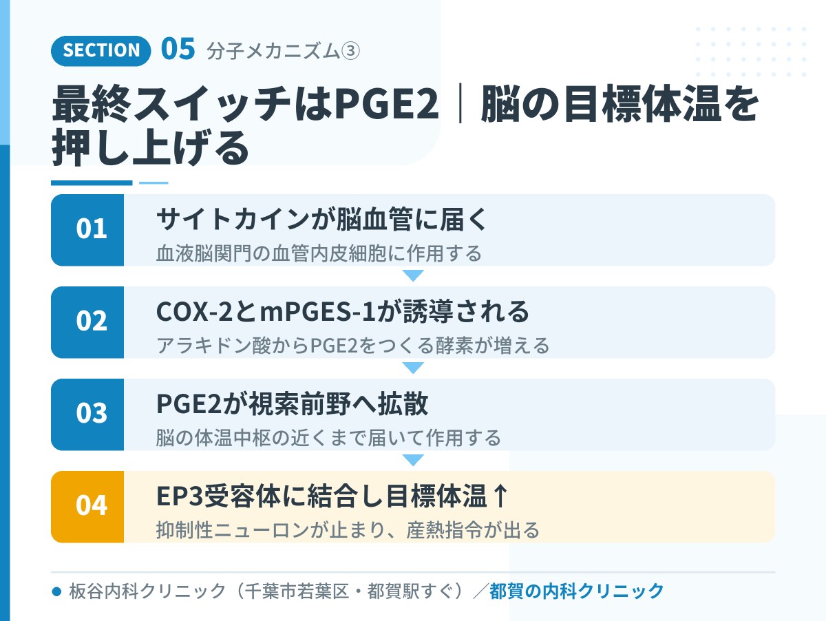 最終スイッチはPGE2|脳の目標体温を押し上げる|都賀の内科クリニックが解説