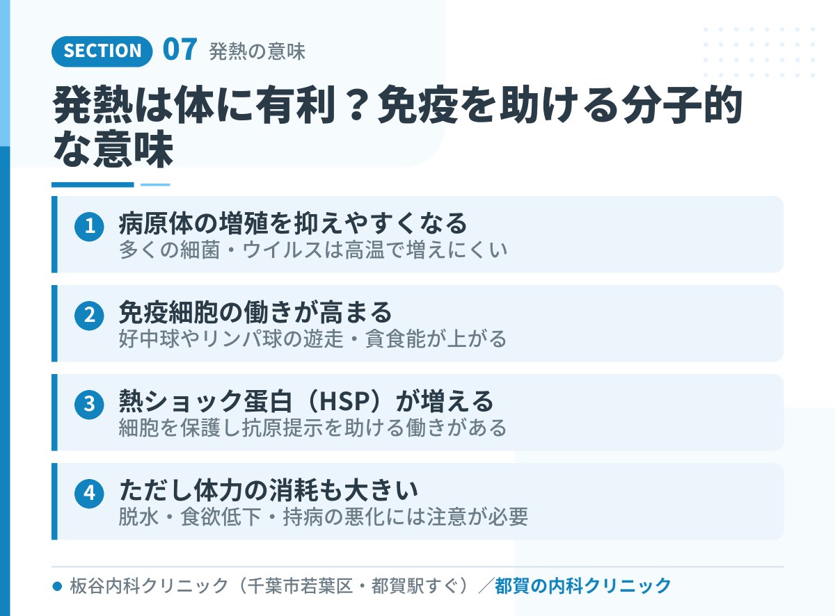 発熱は体に有利?免疫を助ける分子的な意味|都賀の内科クリニックが解説