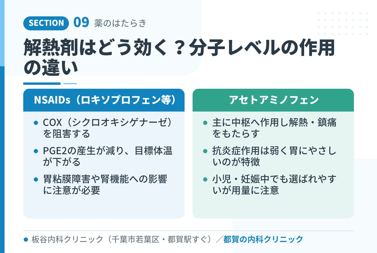 解熱剤はどう効く?分子レベルの作用の違い|都賀の内科クリニックが解説